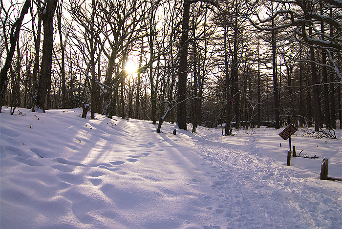 nikko forest hike winter